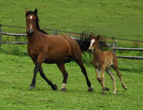 Irish Draught Foals and Young Horses